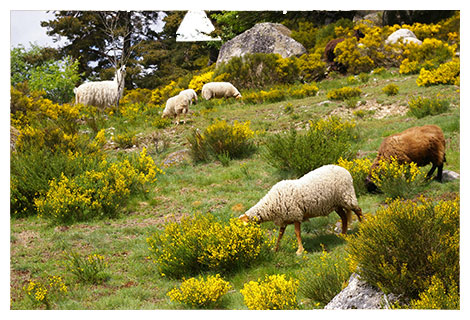 Salon Gîte le Sorbier 4 places